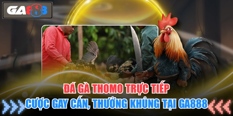Đá gà Thomo