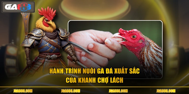 Hành trình nuôi gà đá xuất sắc của Khanh Chợ Lách