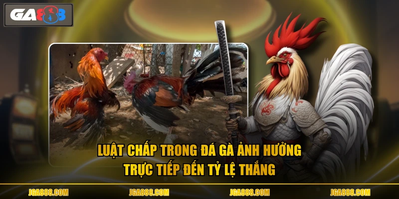 Luật chấp trong đá gà ảnh hưởng trực tiếp đến tỷ lệ thắng